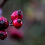 Vercors – Cueillette et préparation du gratte-cul (églantine, cynorhodon)