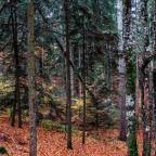 Vercors – La vie secrète des arbres